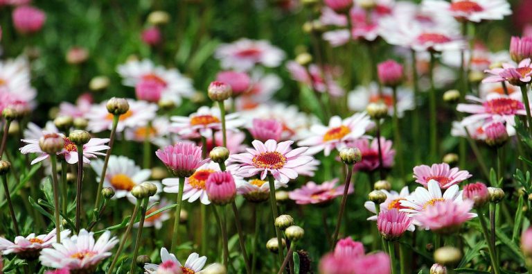 Tips bij het opknappen van je tuin