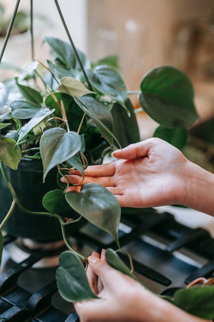 Philodendron Xanadu: een sfeervolle binnenplant voor jouw interieur